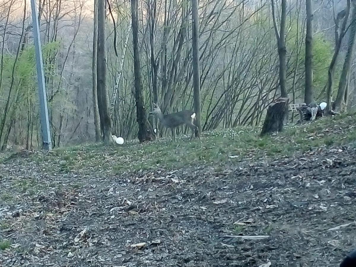 Appartamento La Casa Nel Bosco Rueglio Dış mekan fotoğraf