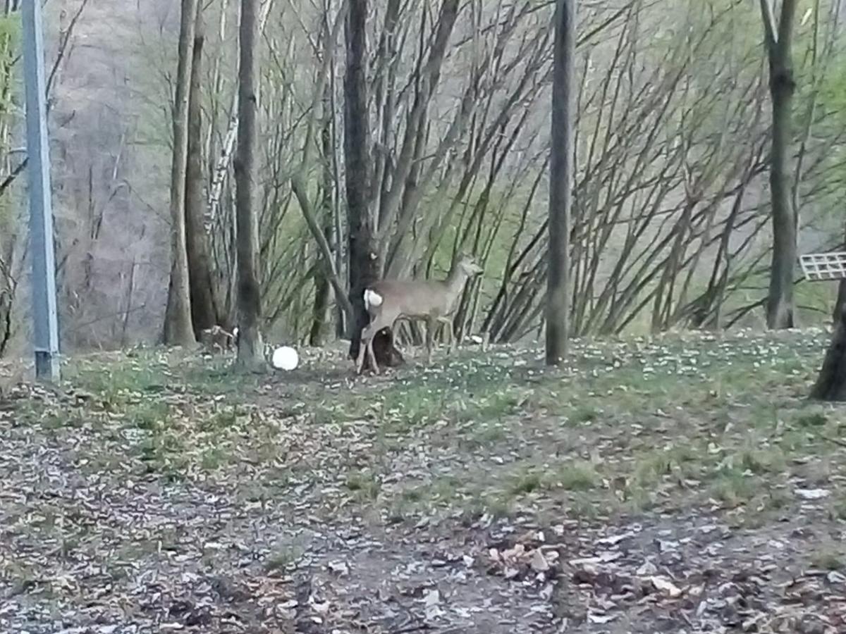 Appartamento La Casa Nel Bosco Rueglio Dış mekan fotoğraf
